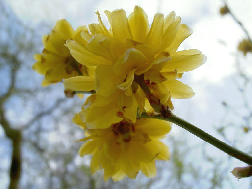 de eerste echte bloemen...