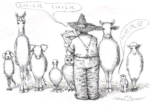 chick chick - here