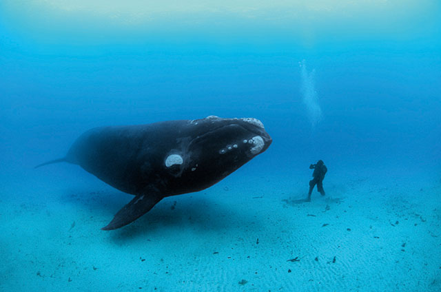 foto brian skerry