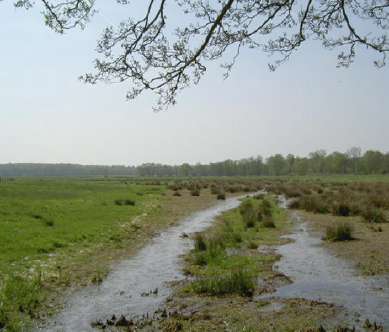 moerassig plekje