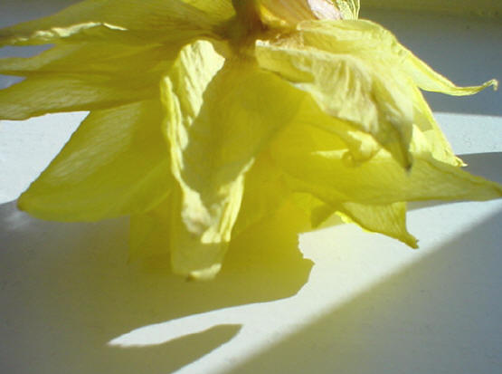 narcis