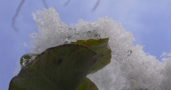 groen blad met sneeuw...