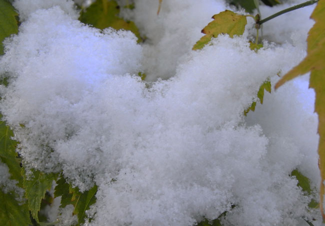 groen en sneeuw