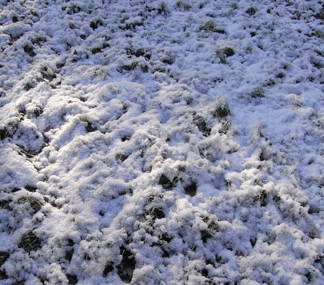 grasveld met sneeuw...