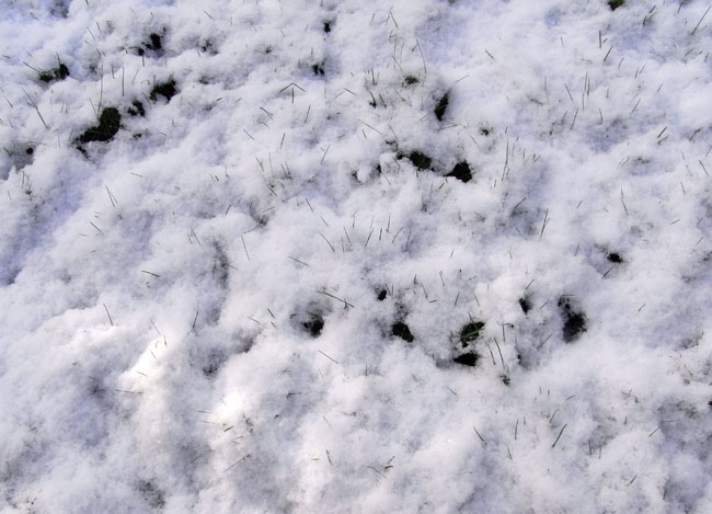 gras piept door de sneeuw heen...