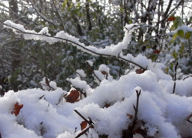 veel sneeuw voor één takje...