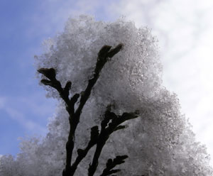het sneeuwde in onze achtertuin…