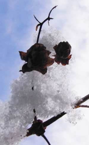 sneeuwkoppie