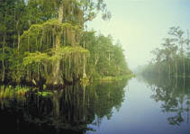 okefenokee