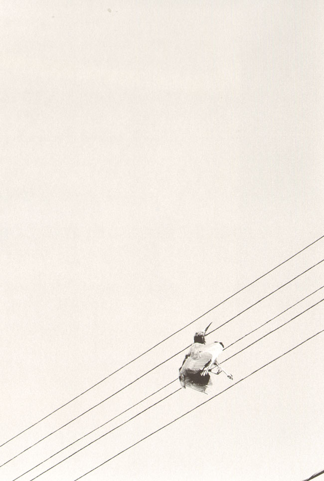 uit de serie Brut
