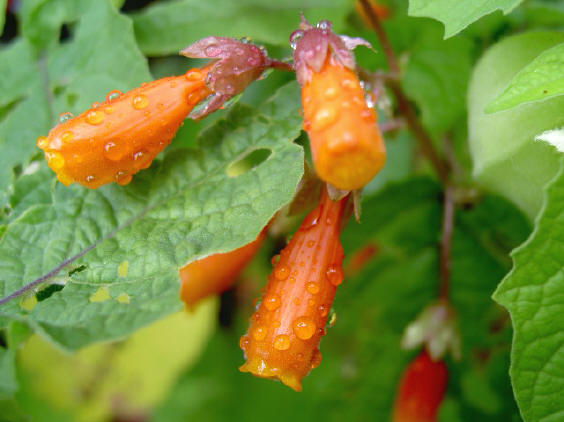 toch zit er nog steeds genoeg kleur in de tuin