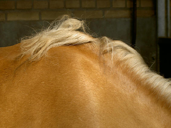 de rug van een paard