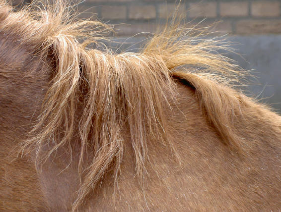 paardenmanen
