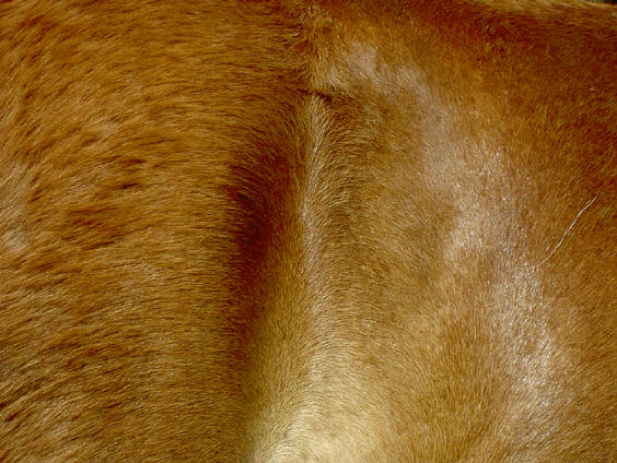 er zit wel een hoop kracht in zo'n paard...