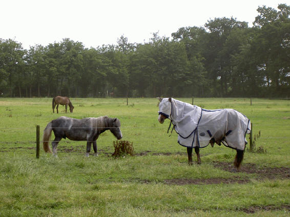 paard in hoes...