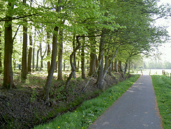 fietspad langs bosrand, altijd speciaal...