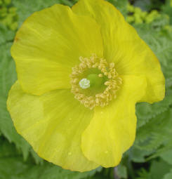 papaver