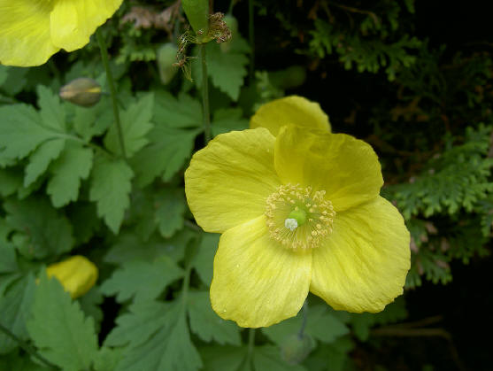 papaver