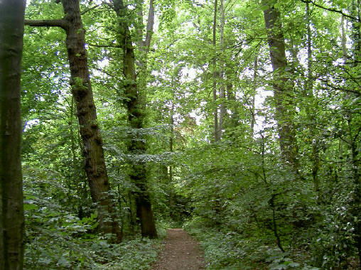 hoge bomen
