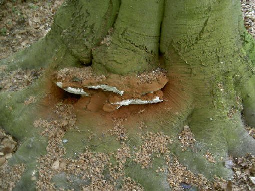 voet van een van de oude bomen
