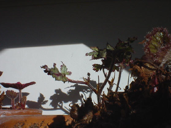 planten in de wintertuin