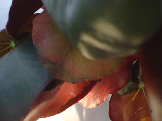 plant, van onderaf gefotografeerd