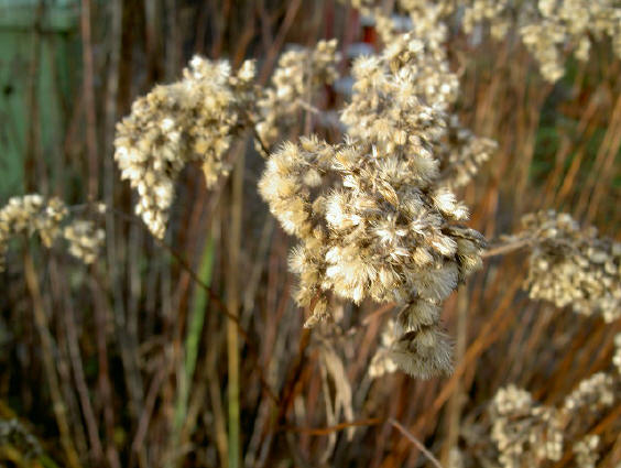 pluizenbos