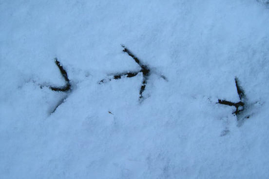 vogelpoten in de sneeuw