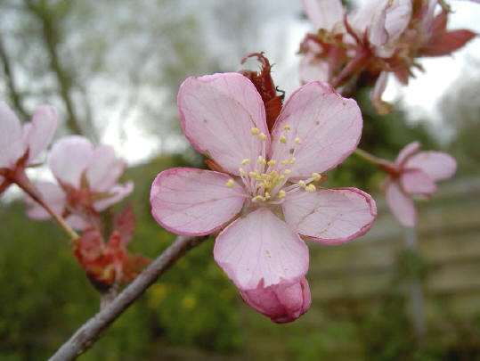 prunusbloesem - iets verfomfaaid, maar hij zit er nog...