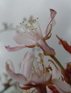prunusbloesem
