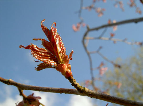 prunusdetail