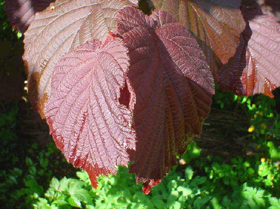 al die verschillende kleuren in één tuin...