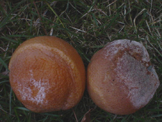 rottende sinaasappels in het gras