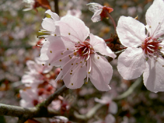 de fragiele roze bloesem is ook zo weer weg