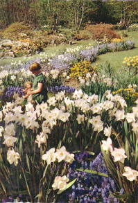 meisje in de bloemen