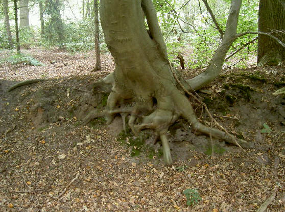 er zijn heel wat van dit soort fraaie bomen