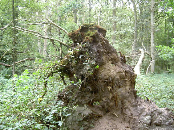 kluit van een omgevallen boom