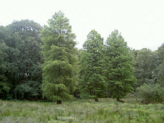 drie bomen op een open plek in het bos...