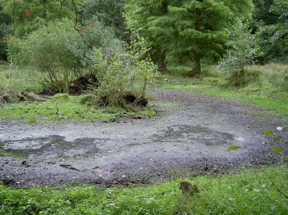 droogstaande plas