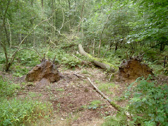 nog wat omgevallen bomen...