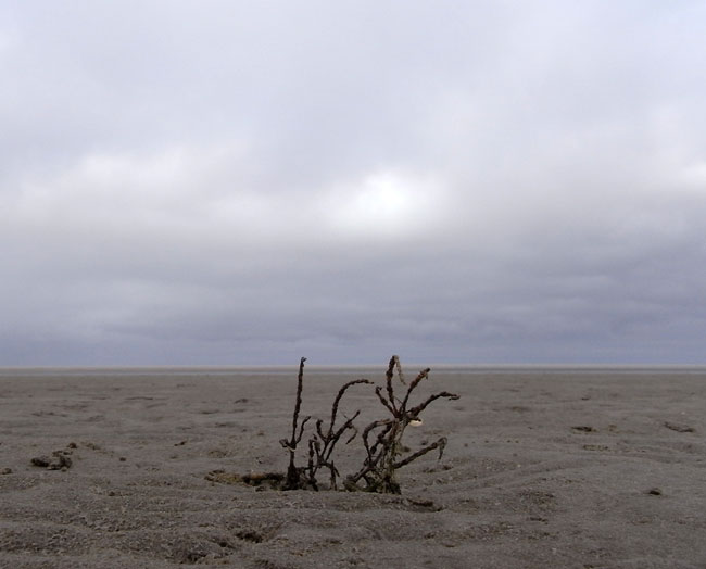 strandplant...