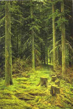 dennenbos