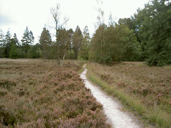 heide
