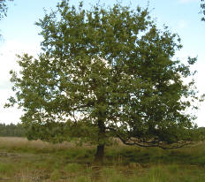 gewone alleenstaande boom