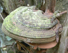 de herfst zit al in de lucht...