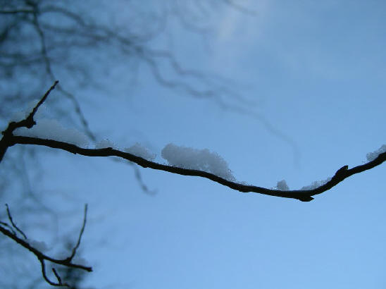 sneeuw op takje