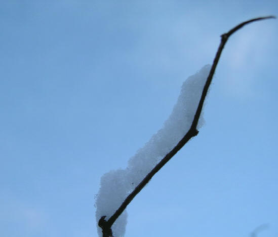 het lijkt wel een witte rups...
