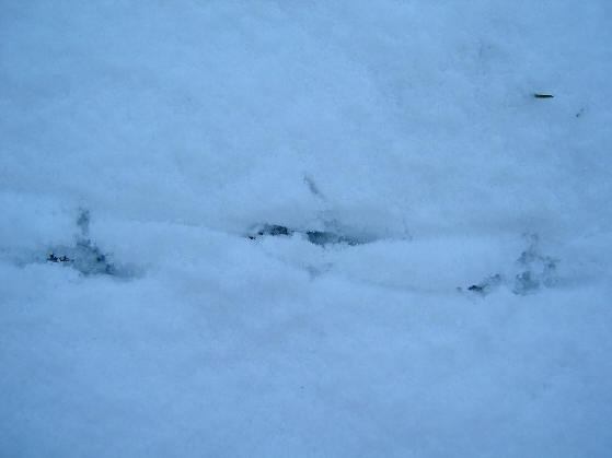 sneeuwspoor