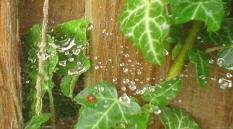 druppels op spinneweb...