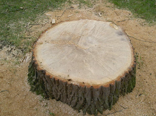 de stronk
